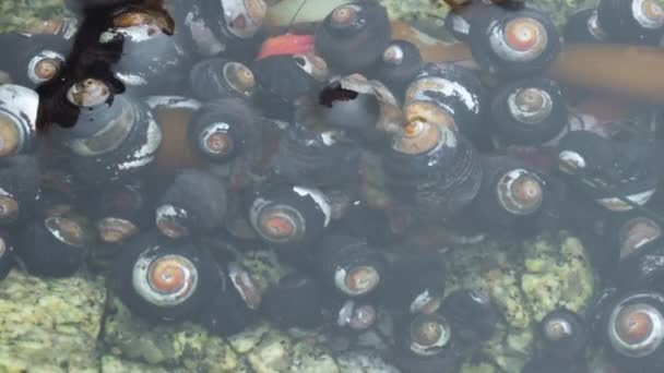 Hermit Crabs Crawling Eating Seaweed Monterey California Tide Pool Dolly — Video