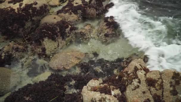 Southern California Tide Pool Filling Water Asilomar State Beach — Stockvideo