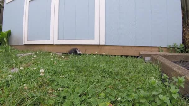 Skunk Pops Out Backyard Shed Begins Eat Grass — Stockvideo