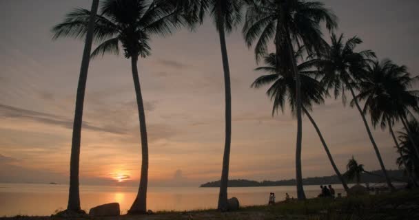 Palm Trees Beach Sunset Time Lapse — Stock videók