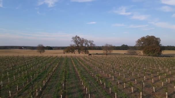 Drone Footage Fredricksburg Texas Wine Vineyard — Stock video