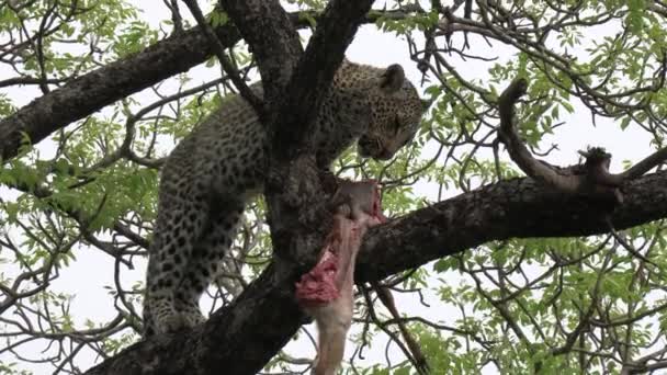 Lone Leopard Tree Branch Feeds Carcass Close View — 비디오