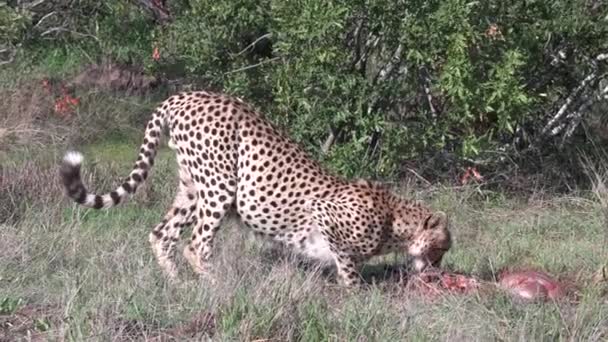 Close View Lone Cheetah Feeding Kill Grass Windy Day — Vídeo de Stock