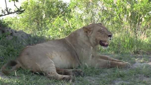Young Male Lion Panting While Lying Shadow Tree Close Side — Stock Video