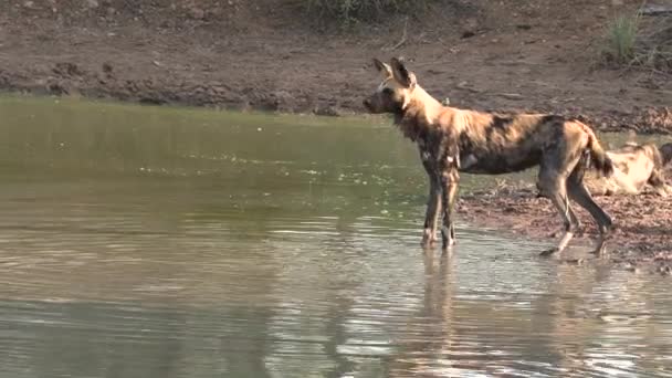 Side View Lone African Wild Dog Standing Waterhole Cool — Video