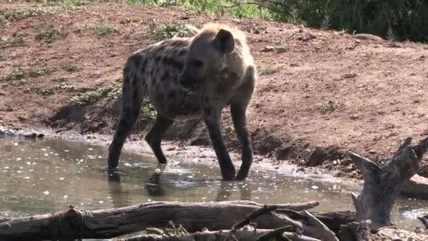 Lone Hyena Stands Shallow Water Dirt Ground Sunlight — Stock Video