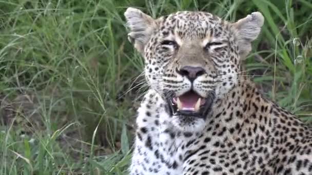 Close Exhausted Leopard Panting Wind Blows Grass — Video Stock