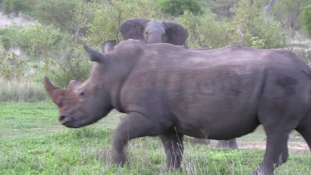 Elephant Two White Rhinos Move Grass Green Bushland — Vídeos de Stock