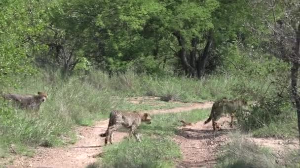 Young Cheetah Cubs Cross Small Dirt Road Green Trees Sunlight — Stockvideo