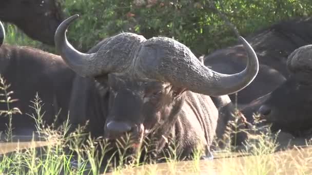 African Buffalo Wallows Water Next Others Sunlight Close — Vídeo de Stock