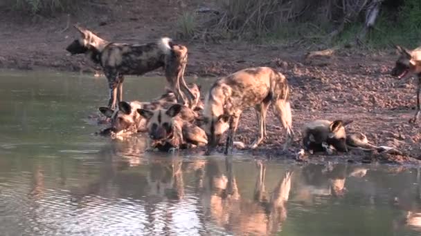 Close View African Wild Dogs Cooling Waterhole Golden Hour — Stockvideo