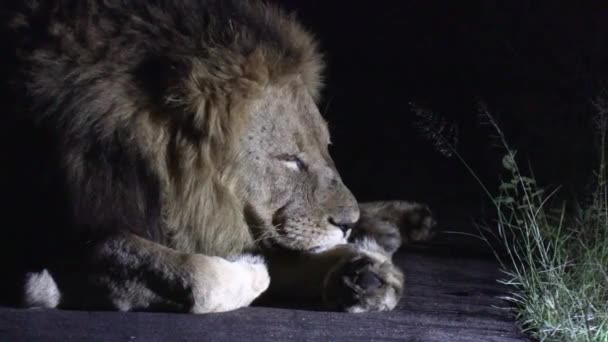 Close Male Lion Sleeping Road Night Lit Spotlight — Stock video