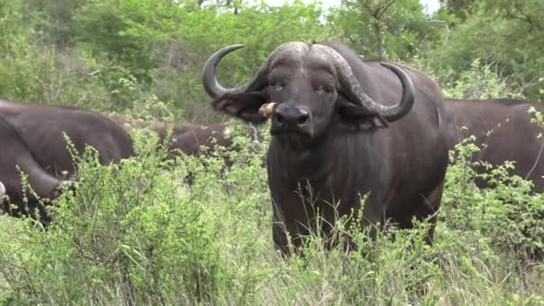 African Buffalo Shakes Red Billed Oxpecker Face Close View — Stock Video