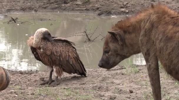 Close Hyena Vulture Next Each Other Dirty Waterhole — Vídeos de Stock