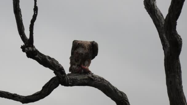Close View Tawny Eagle Feeding Its Prey Bare Tree Branch — Wideo stockowe