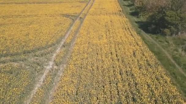 Yellow Orange Crop Field Tyre Marks Farmers Field — Wideo stockowe