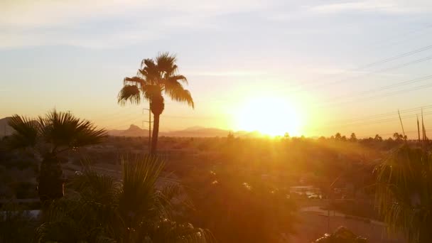Palm Tree Silhouette Beautiful Golden Sunset Aerial Establishing — 비디오