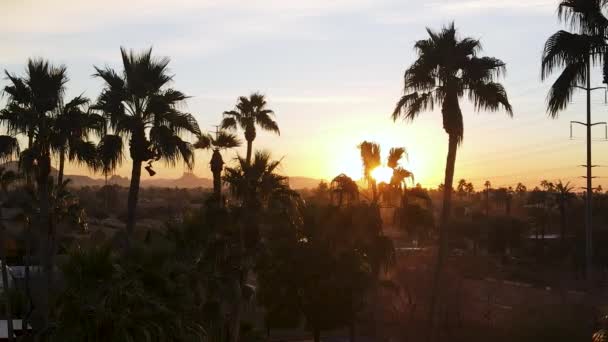 Sunset Palm Tree Silhouettes Arizona Epic Aerial View — 비디오