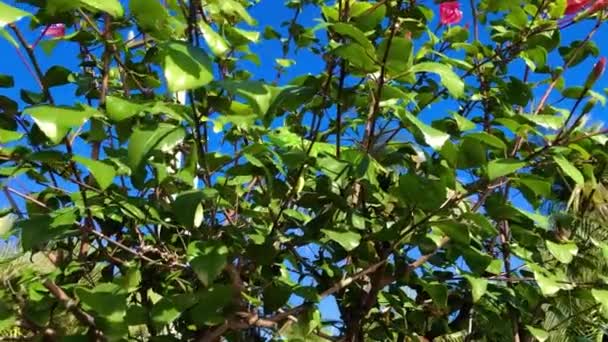 Green Iguana Hibiscus Tree — Vídeo de stock