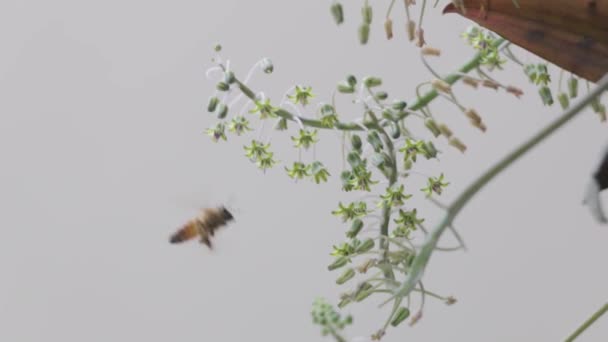 Single Honey Bee Pollinating Silver Squill Flowers Cloudy Day — Stockvideo