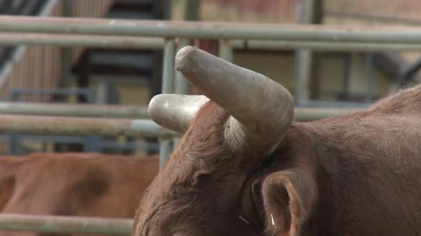 Rodeo Bull Κέρατα Κάμερα Κλίση Για Κλείσει Πρόσωπο — Αρχείο Βίντεο