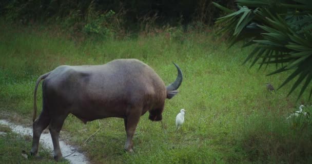 Naturdjur Landskap Med Buffel Och Vita Egrets Fåglar Promenader Runt — Stockvideo