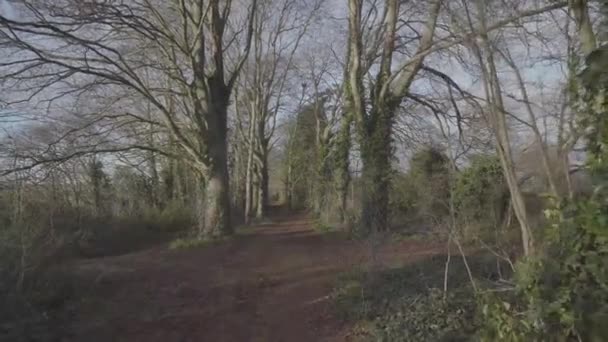 Horse Track Forest Newmarket England Winter — Stockvideo