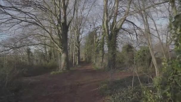 Horse Track Forest Newmarket England Winter — Stock videók