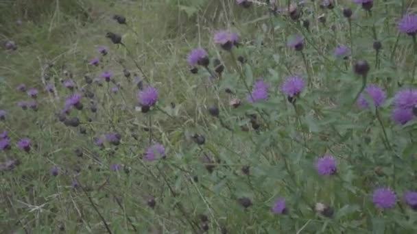Purple Violet Flowers Green Meadow Isle Skye Scotland Summer Time — Wideo stockowe