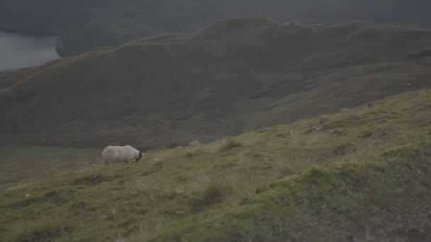 Sheep Grassy Green Mountains Loch Lomonds National Park Scotland — Vídeo de Stock