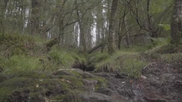 Green Ancient Forest Loch Lomonds National Park Scotland — Stok video