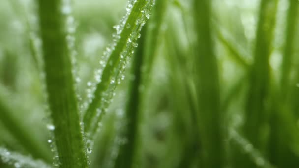 Closeup Morning Frost Grass Blades — Vídeos de Stock