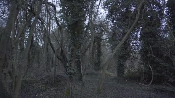 Beautiful Wide Angle View Green Forest Cambridgeshire England Evening Time — Stock video