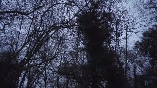 Wide Angle View Forest Cambridgeshire Winter Getting Dark — Video