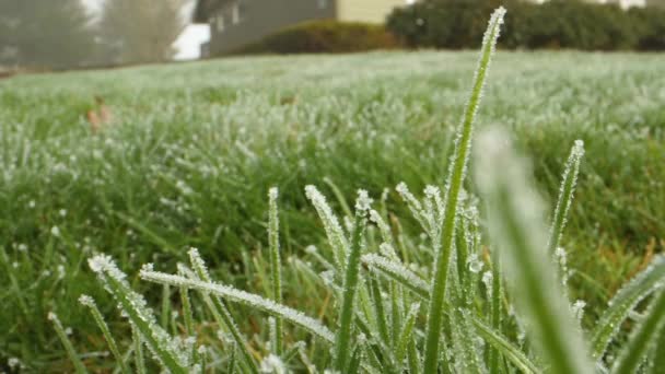 Morning Frost Entire Lawn — Stockvideo