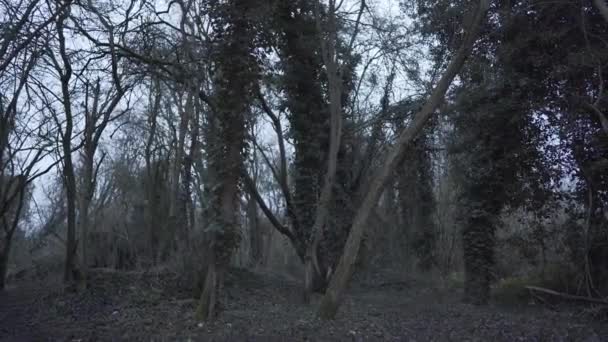 Beautiful Wide Angle View Green Forest Cambridgeshire England Evening Time — Video