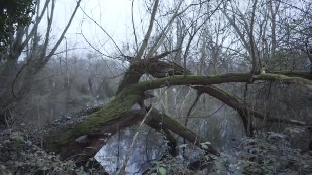 Tree Leaves Covered Moss Forest Cambridgeshire England Small Lake — Stok video