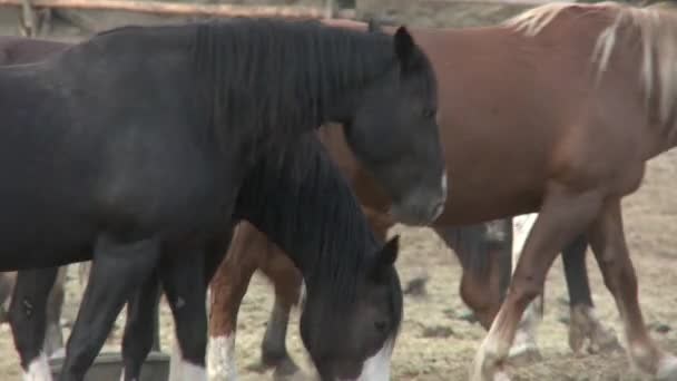 Horses Grazing Group — Stockvideo
