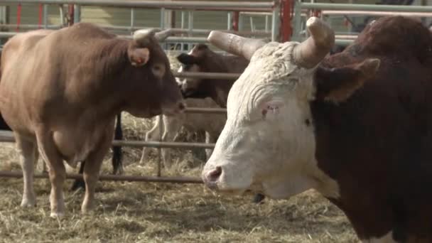 Close Rodeo Bulls Pen — Vídeo de Stock