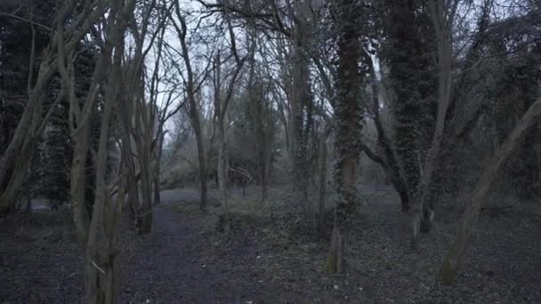 Beautiful Wide Angle View Green Forest Cambridgeshire England Evening Time — Stok video