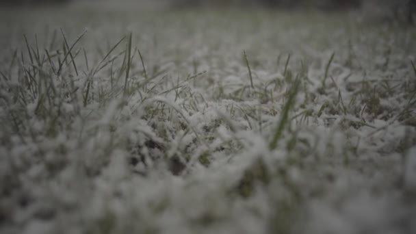 Close View Slow Motion Green Grass Covered Snow Flakes — 비디오