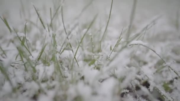 Close View Slow Motion Green Grass Covered Snow Flakes — Video