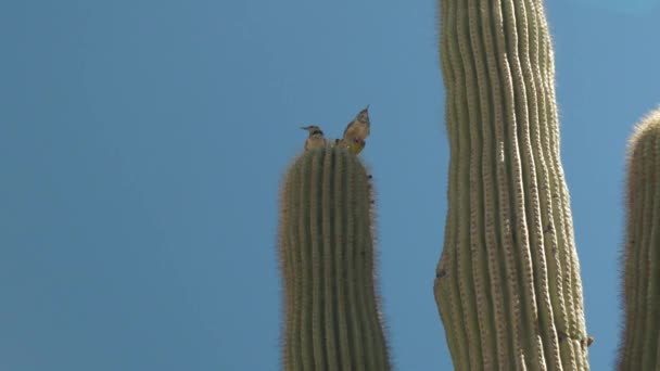 Some Wild Birds Perched Tall Cactus Middle Desert — Stockvideo