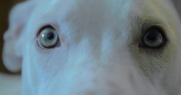 Closeup Pet Dog Eyes Sleepy Dog Stares Camera Detailed Eyes — 图库视频影像