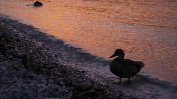Sunset Moments Majestic Gleam Effect Garda Lake North Italy — Video Stock
