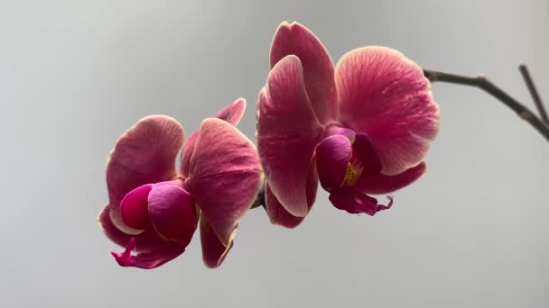 Still Shot Two Pink Orchid Flowers Outdoors White Background — 图库视频影像