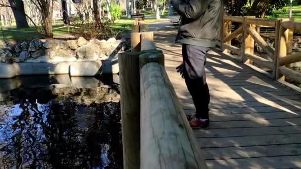 Pigeon Close Top Rail Wooden Bridge Retiro Park Madrid Pigeon — 图库视频影像