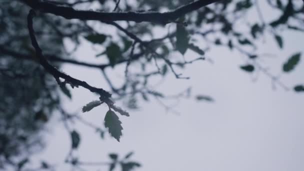Snow Falling Leaves Tree — Stockvideo