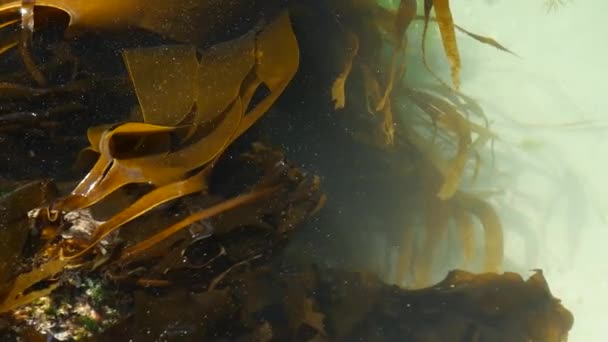 Brown Laminaria Algae Moving Transparent Turquoise Sea Water Shore White — Video