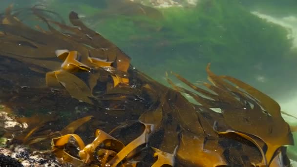 Pan Brown Laminaria Algae Turquise Sea Water Galicia Spain — Stockvideo